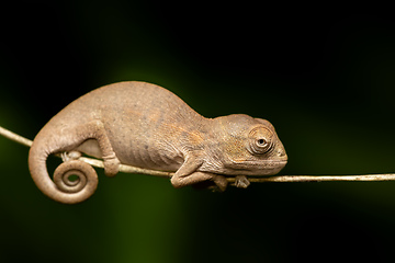 Image showing Oustalet's chameleon baby, Furcifer oustaleti, Reserve Peyrieras Madagascar Exotic, Madagascar wildlife