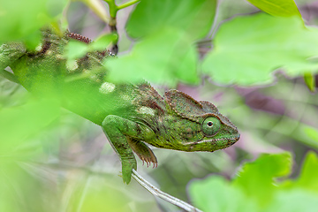 Image showing Oustalet's chameleon, Furcifer oustaleti female, Tsingy de Bemaraha, Madagascar wildlife