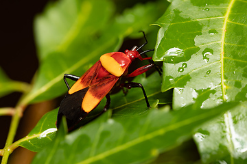 Image showing Isorropus tricolor, moth of the subfamily Arctiinae, Ranomafana National Park. Madagascar wildlife