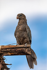 Image showing Lesser vasa parrot or black parrot, Coracopsis nigra, Bekopaka Tsingy de Bemaraha, Madagascar