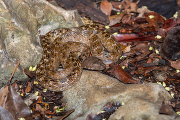 Image showing Malagasy Cat-eyed Snake, Madagascarophis colubrinus, Kirindy Forest, Madagascar wildlife