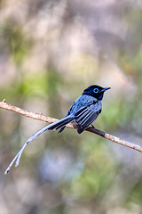 Image showing Malagasy paradise flycatcher, Terpsiphone mutata, Kirindy forest Madagascar