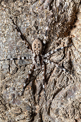 Image showing Ornamental Wandering Spider, Viridasius fasciatus, Kivalo Madagascar wildlife