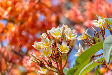 Image showing White frangipani, Plumeria alba, Kivalo Madagascar