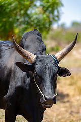 Image showing Close-up portrait of a majestic Zebu in Kivalo, Madagascar