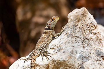 Image showing Cuvier's Madagascar Swift, Oplurus cuvieri, Tsingy de Bemaraha. Madagascar wildlife