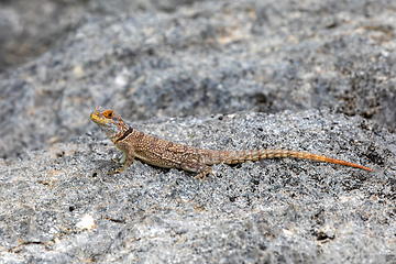 Image showing Cuvier's Madagascar Swift, Oplurus cuvieri, Tsingy de Bemaraha. Madagascar wildlife