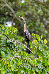 Image showing Snakebird, darter, American darter, or water turkey, Anhinga anhinga, Costa Rica