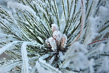 Image showing Frost