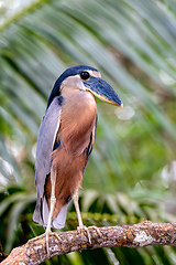 Image showing Boat-billed heron (Cochlearius cochlearius), river Tarcoles, Costa Rica