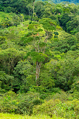 Image showing Dense Tropical Rain Forest, Costa rica