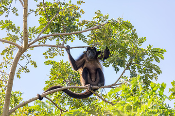 Image showing Mantled howler, Alouatta palliata, Rio Bebedero Guanacaste, Costa Rica