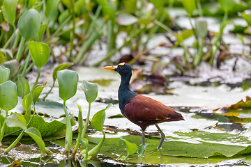 Image showing Bird Northern Jacana, Jacana spinosa, Rio Curu. Wildlife and birdwatching in Costa Rica.