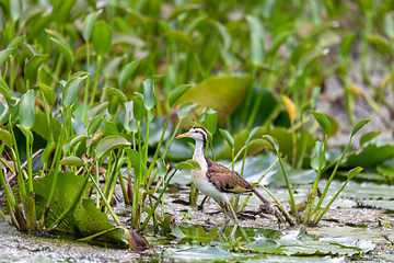 Image showing Bird Northern Jacana, Jacana spinosa, Rio Curu. Wildlife and birdwatching in Costa Rica.