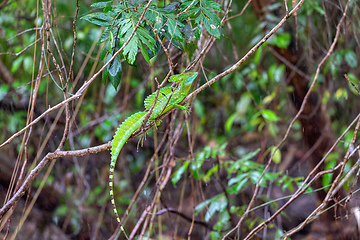 Image showing Plumed green basilisk (Basiliscus plumifrons) Cano Negro, Costa Rica wildlife