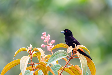 Image showing Scarlet-rumped tanager tanager - Ramphocelus passerinii