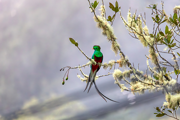 Image showing Resplendent quetzal (Pharomachrus mocinno), San Gerardo de Dota, Wildlife and birdwatching in Costa Rica.