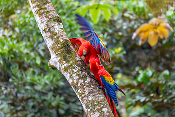 Image showing Scarlet macaw, Ara macao, Quepos Costa Rica.