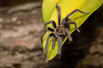 Image showing Tarantula (Sericopelma melanotarsum) Curubande de Liberia, Costa Rica wildlife