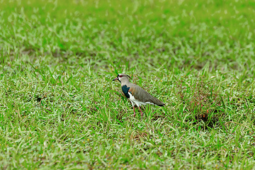 Image showing Southern lapwing (Vanellus chilensis), commonly called quero-quero. Wildlife and birdwatching in Costa Rica.