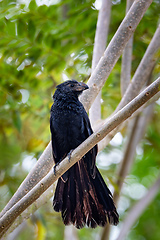 Image showing Bird, groove-billed ani (Crotophaga sulcirostris), Guanacaste Costa Rica