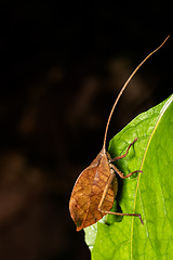 Image showing Leaf-mimicking katydid (Typophyllum sp.) Cano Negro, Costa Rica wildlife