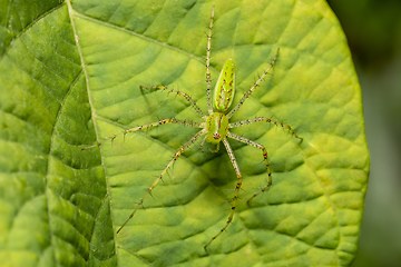 Image showing Peucetia viridans, the Green Lynx Spider, Tarcoles, Costa Rica