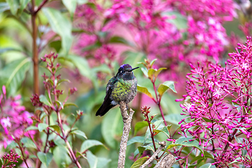 Image showing violet-headed hummingbird (Klais guimeti), San Gerardo de Dota, Costa Rica.