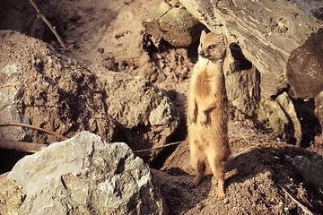 Image showing Meerkat