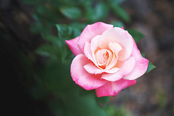 Image showing Tea rose, summer flower and nature plant in a garden in summer, love for flowers in spring and growth of ecology in nature. Beauty of natural floral bush of plants and background with green bokeh