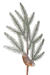 Image showing Christmas tree branch
