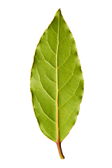 Image showing Laurel leaf isolated