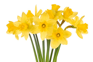 Image showing Daffodils on White