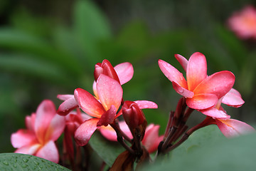 Image showing Frangipani (Plumeria)