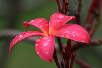 Image showing Frangipani (Plumeria)