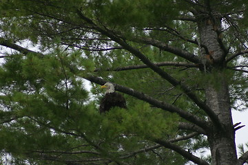 Image showing Perched Bald Eagle