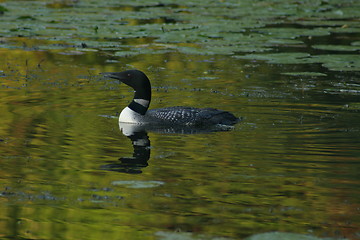 Image showing Loon on Lake