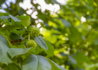 Image showing fresh horse chestnuts