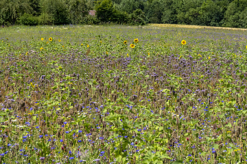 Image showing flower meadow