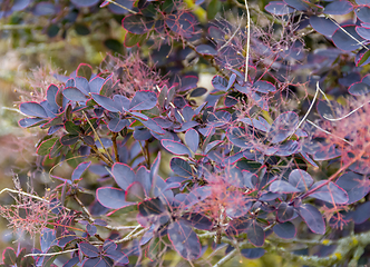 Image showing reddish foliage closeup