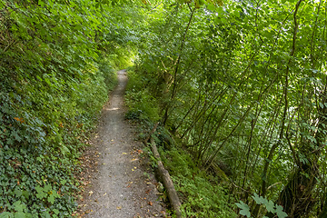 Image showing idyllic forest track