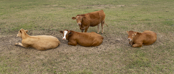 Image showing cows on a meadow