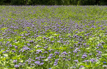 Image showing flower meadow