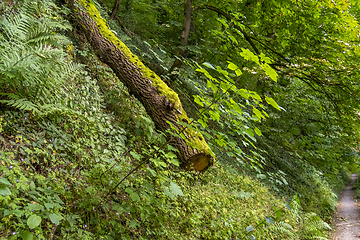 Image showing idyllic forest track