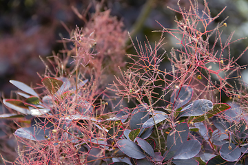 Image showing reddish foliage closeup