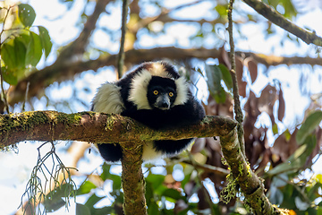 Image showing Black-and-white ruffed lemur, Varecia variegata subcincta, Madagascar wildlife animal