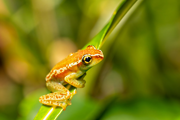 Image showing Elena's Treefrog, Boophis elenae, frog in Ranomafana National Park, Madagascar wildlife