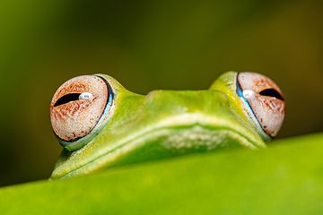 Image showing Elena's Treefrog, Boophis elenae, frog in Ranomafana National Park, Madagascar wildlife