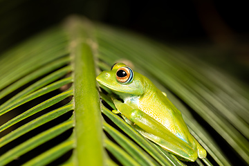 Image showing Elena's Treefrog, Boophis elenae, frog in Ranomafana National Park, Madagascar wildlife