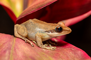 Image showing Boophis tephraeomystax, Ranomafana National Park, Madagascar wildlife